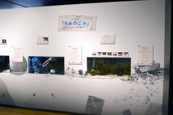 環境テーマの特別展の開催も増えている。写真は「上越市立水族博物館うみがたり」（新潟県上越市）の例（写真：原澤恵太氏）