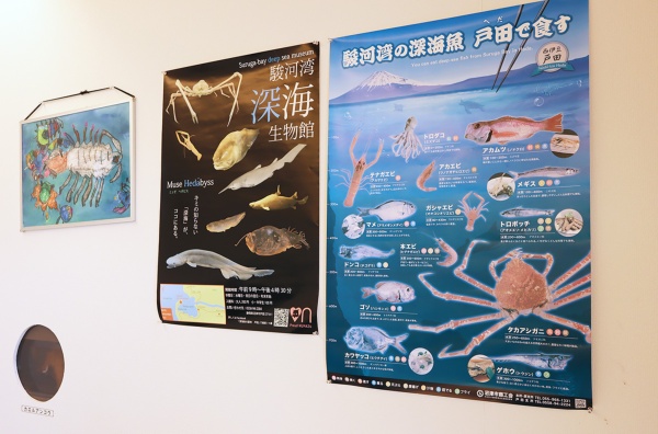 漁協の直売所の一角にある展示室「ヘダトロール」。小さな水槽のほか、資料や標本などが展示されている。協力隊の任期が終了した現在も、青山さんはボランティアで管理を続けている(撮影:中島有里子)