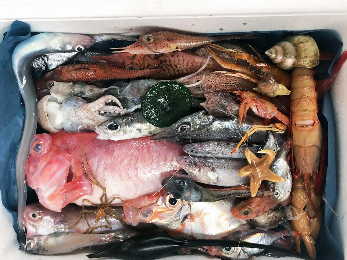 沼津発 食べない魚を詰めた ヘンテコ深海魚便 が人気 地域に根差し事業化をめざす 2ページ目 ひとまち結び