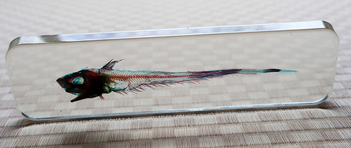 沼津発・食べない魚を詰めた「ヘンテコ深海魚便」が人気 地域に根差し事業化をめざす