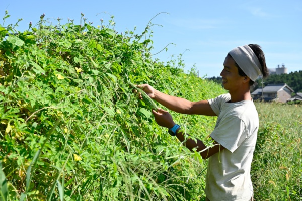 よく育ったゴーヤを手に取る寺園さん。真っ黒に日焼けした肌は農家の勲章(写真:山出高士)