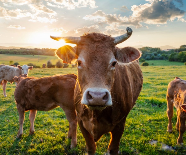 酪農と工業がシームレスに連携する脱炭素プロジェクト　厄介者の家畜ふん尿が地域活性化の主役に
