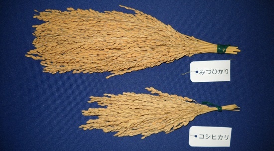 「みつひかり」の稲穂。下のコシヒカリに比べてはるかに多くの籾を付けていることがわかる。「みつひかり」はコメの世界では珍しい民間が開発した品種で、毎年交配によって種籾を生産するF1品種と呼ばれるものだ。F1品種というのは親品種の優れたところを受け継ぎ、ハイブリッド品種などと呼ばれる。収穫したものからは同じ性質のものが再生産できない。野菜やとうもろこしなどでは一般的だが、固定種が多いコメの世界ではF1品種は珍しい(写真:三井化学アグロ)
