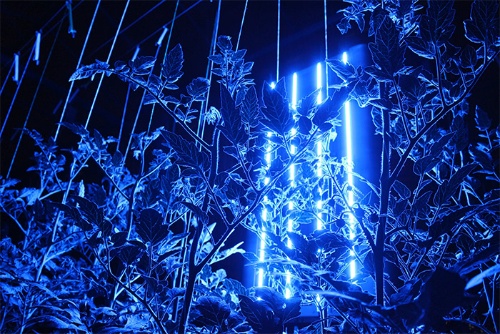 クロロフィル蛍光計測で植物の状態を測定している様子。中央の光を発光しているものがこの技術を採用した植物診断装置。井関農機が愛媛大学からライセンスを受け生産・提供している(提供:プラントデータ)