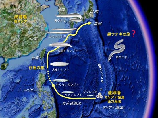 ウナギを絶滅させないために 今 日本人ができること 未来コトハジメ ウナギを絶滅させないために 今 日本人ができること 未来コトハジメ