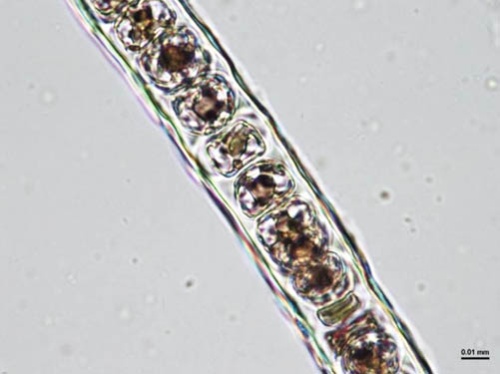 正常に発育したノリ葉状体(断面)(写真提供:水産研究・教育機構)