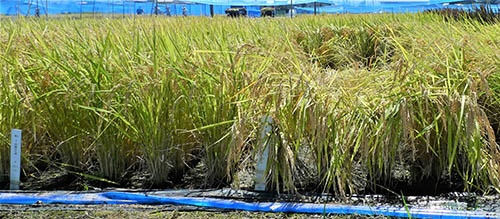 国立研究開発法人 農業・食品産業技術総合研究機構（農研機構）が開発した良食味多収米の新品種「にじのきらめき」（左側）とコシヒカリ（右側）の圃場での様子。この写真を見ると「にじのきらめき」の草丈は短く、倒れにくいことがわかる。肥料を多く入れる多肥栽培という方法ではコシヒカリに比べて30％弱多く獲れる。「にじのきらめき」の開発時の名前は「北陸263号」。（写真提供：農研機構）