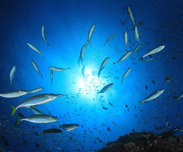 「幻の魚」ニシンが復活！？北海道で漁獲じわりと増加　21世紀のニシン漁の行方（前編）
