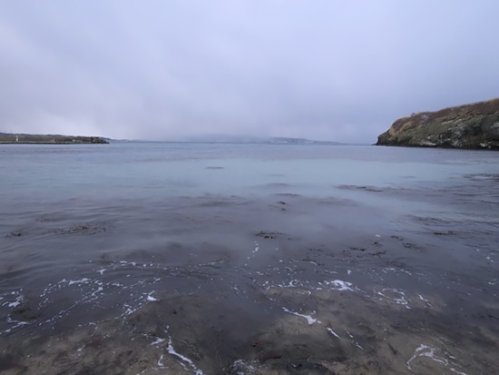 写真は2018年2月、江差で104年ぶりに見られた群来。かもめ島えびす浜の海面が白濁していることが発見され、調査の結果、海藻にニシンの卵が付着していることがわかり、群来であることが判明した。（写真提供：檜山地区水産技術普及指導所、協力：公益社団法人 北海道栽培漁業振興公社）