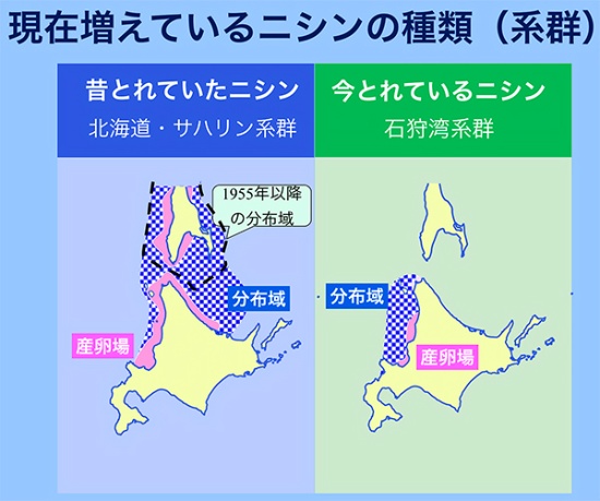 幻の魚 ニシンが復活 北海道で漁獲じわりと増加 21世紀のニシン漁の行方 前編 未来コトハジメ