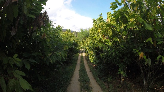 ファイン カカオをインドネシアの農園から 循環 志すフードベンチャーに聞く 未来コトハジメ ファイン カカオをインドネシアの農園から 循環 志すフードベンチャーに聞く 未来コトハジメ