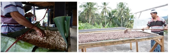 発酵を管理するために発酵中のカカオ豆の温度を測っている（左）。乾燥台を使ってカカオ豆の乾燥を行ってもらうように改善した（右）（写真提供：フーズカカオ）