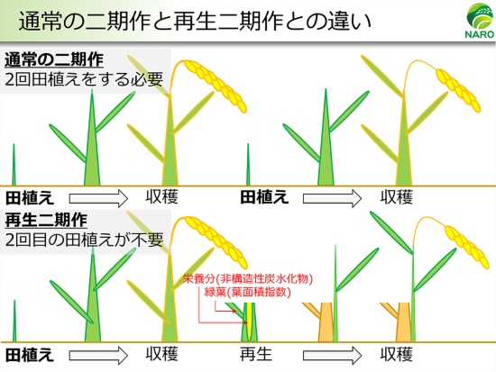 未来の食糧危機はコメが救う 収穫量1 5倍の 飛躍的 多収技術 未来コトハジメ 未来の食糧危機はコメが救う 収穫量1 5倍の 飛躍的 多収技術 未来コトハジメ