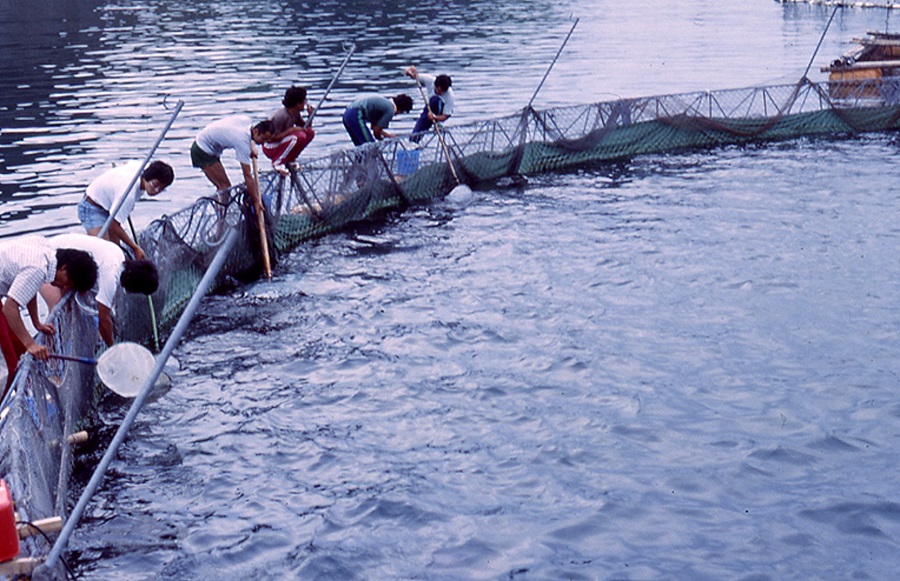 1979年に実施された世界初となるクロマグロの採卵の様子（写真提供：近畿大学）