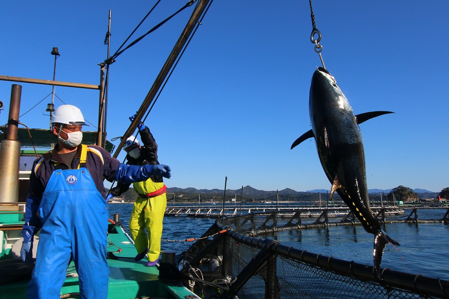 紀伊大島の漁場で成魚になった近大マグロを取り上げている様子（写真提供：近畿大学）