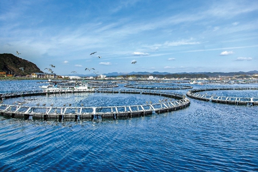 和歌山県東牟婁郡串本町の紀伊大島にあるクロマグロの飼育生けす（写真提供：近畿大学）