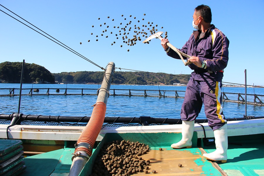 クロマグロ養殖生けすへの配合飼料の給餌（写真提供：近畿大学）