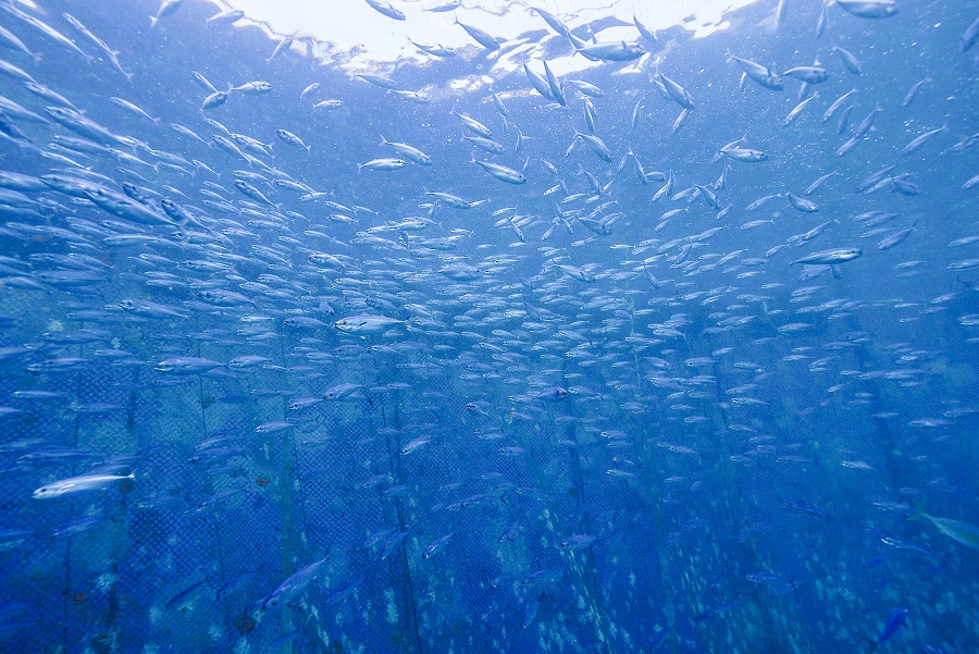 沖出しから約1カ月後のクロマグロ（写真提供：近畿大学）