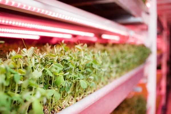 LEDを利用した栽培の様子(Growing Underground提供)