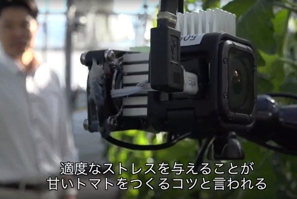 トマトのハウスにはカメラをはじめ、数々のIoT機器が設置されている（JSTが公開したYouTubeより）
