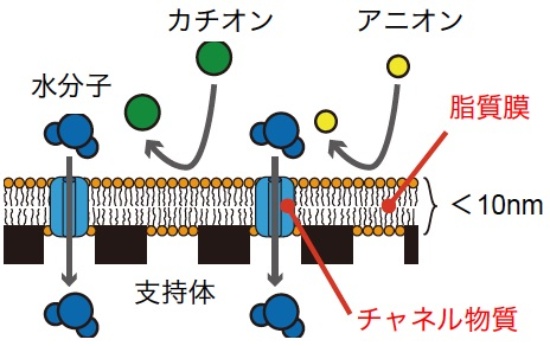 (図4)生体模倣膜