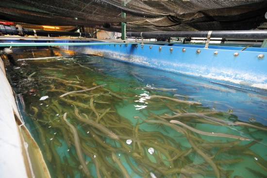 現実味を増す陸上養殖 世界の食卓を守る一次産業の未来（前編） (2ページ目) | 未来コトハジメ