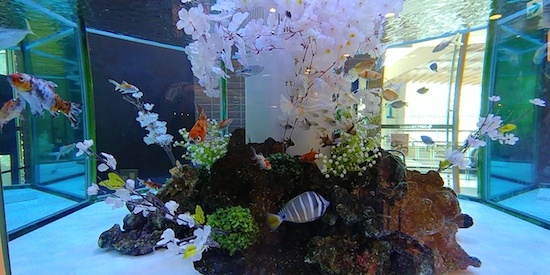 (写真2)好適環境水で満たされた水槽で泳ぐ魚たち