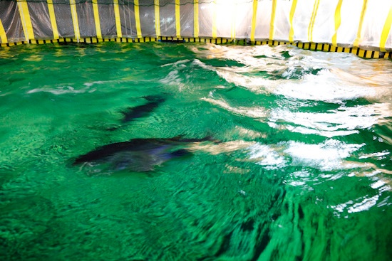 (写真3)好適環境水によって山で育ったマグロ