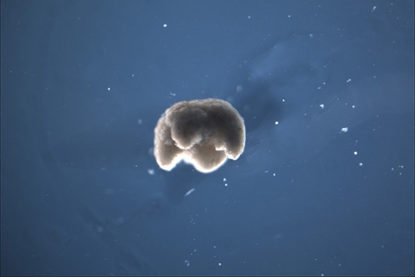(写真1)「xenobot」は水環境で数日から数週間生き続ける生体ロボット(出典:Douglas Blackiston、Tufts University)