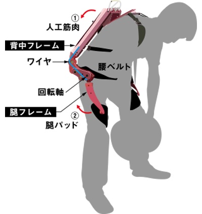 （図2）マッスルスーツの構造。人工筋肉の収縮力と反力などにより、動力無しで重量物の持ち上げ時にかかる腰への負担を軽減させる（イノフィスのホームページより引用）