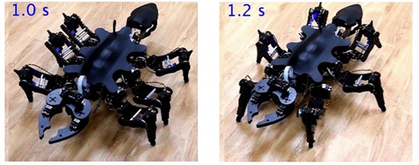 (写真1)六脚ロボットの静止イメージ。左はアリが静止している姿勢を模倣しており、右はゴキブリが静止している姿勢を模倣している(東京工業大学のニュースリリースより引用)