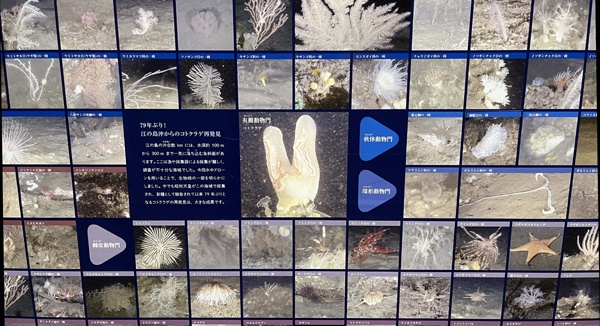 (写真4)江の島沖150~300mの海底調査で確認された生物(撮影:元田光一)