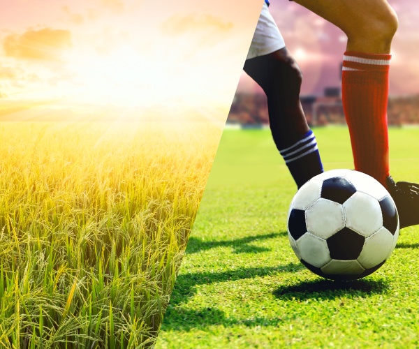 新潟の棚田を守るのは女子サッカーチーム　地域の農業を担うスポーツ選手たち（1）