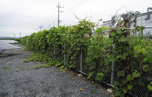 ツル植物 に悩まされた常陸太田のメガソーラー 探訪 メガソーラービジネス 日経bp