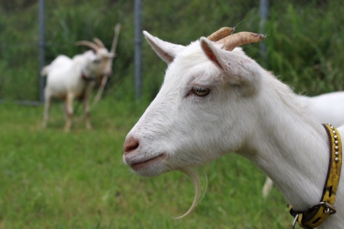 ヤギ7頭で除草 将来はチーズ製造も 長崎 柿泊町のメガソーラー 探訪 メガソーラービジネス 日経bp ヤギ7頭で除草 将来はチーズ製造も 長崎 柿泊町のメガソーラー 探訪 メガソーラービジネス 日経bp