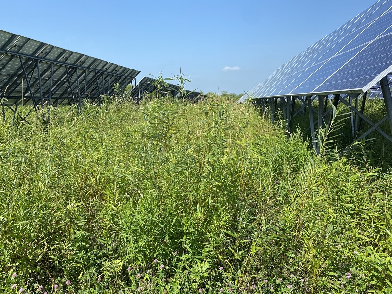 竹チップをまく」、「自動車で踏み潰す」、雑草対策を模索する