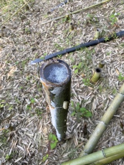 竹チップをまく 自動車で踏み潰す 雑草対策を模索するエンバイオ 探訪 メガソーラービジネス 日経bp 竹チップをまく 自動車で踏み潰す 雑草対策を模索するエンバイオ 探訪 メガソーラービジネス 日経bp