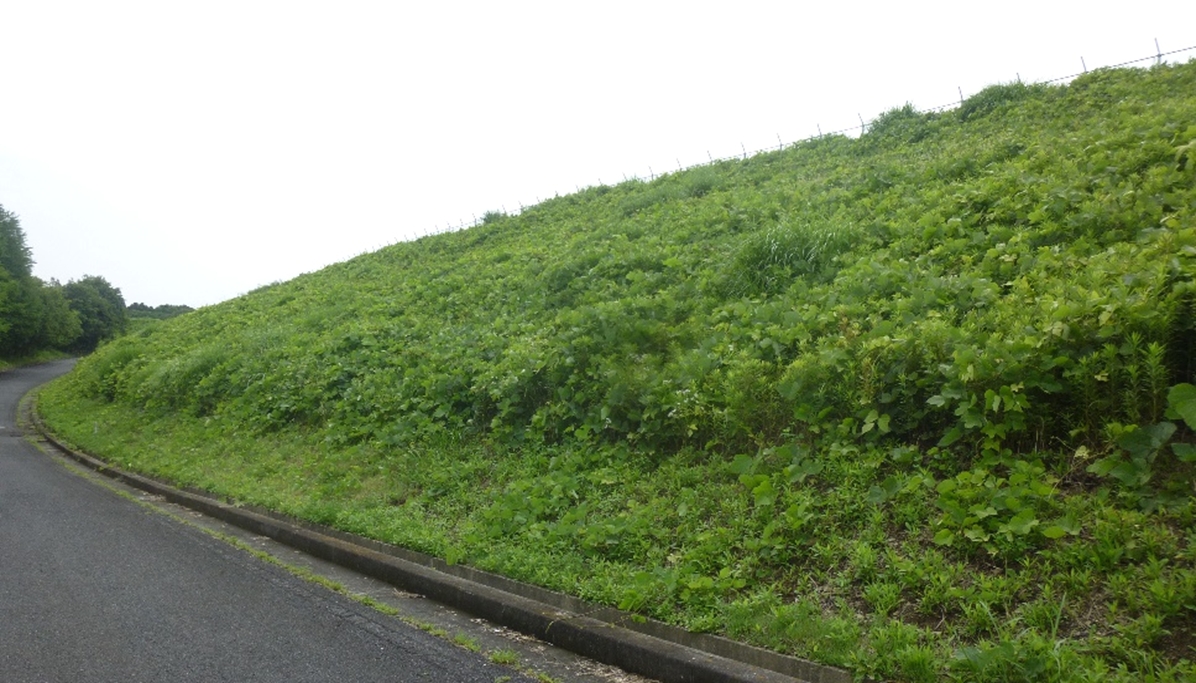背の低い草を残して「ツル植物」だけを除去、常陸太田市のメガソーラー
