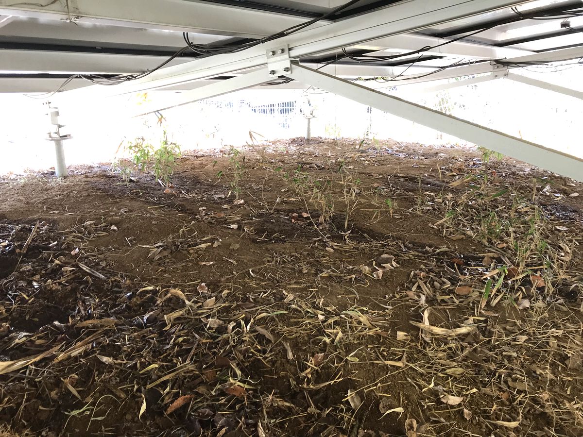 竹が伸び 太陽光パネルを下から突き破る トラブル メガソーラービジネス 日経bp