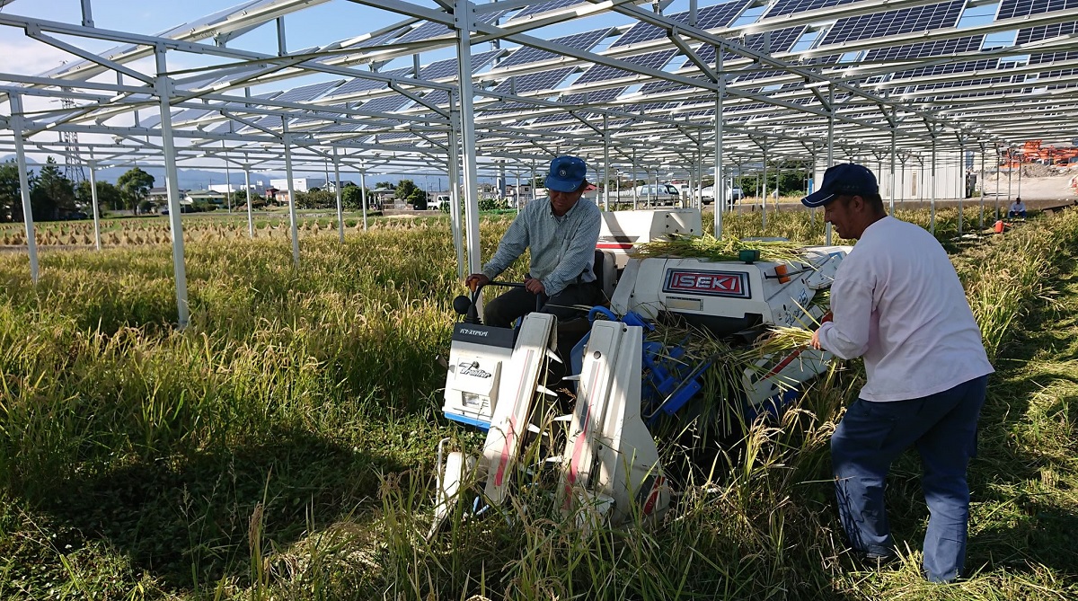 図1●「小田原桑原ソーラーシェアリング」での収穫の様子