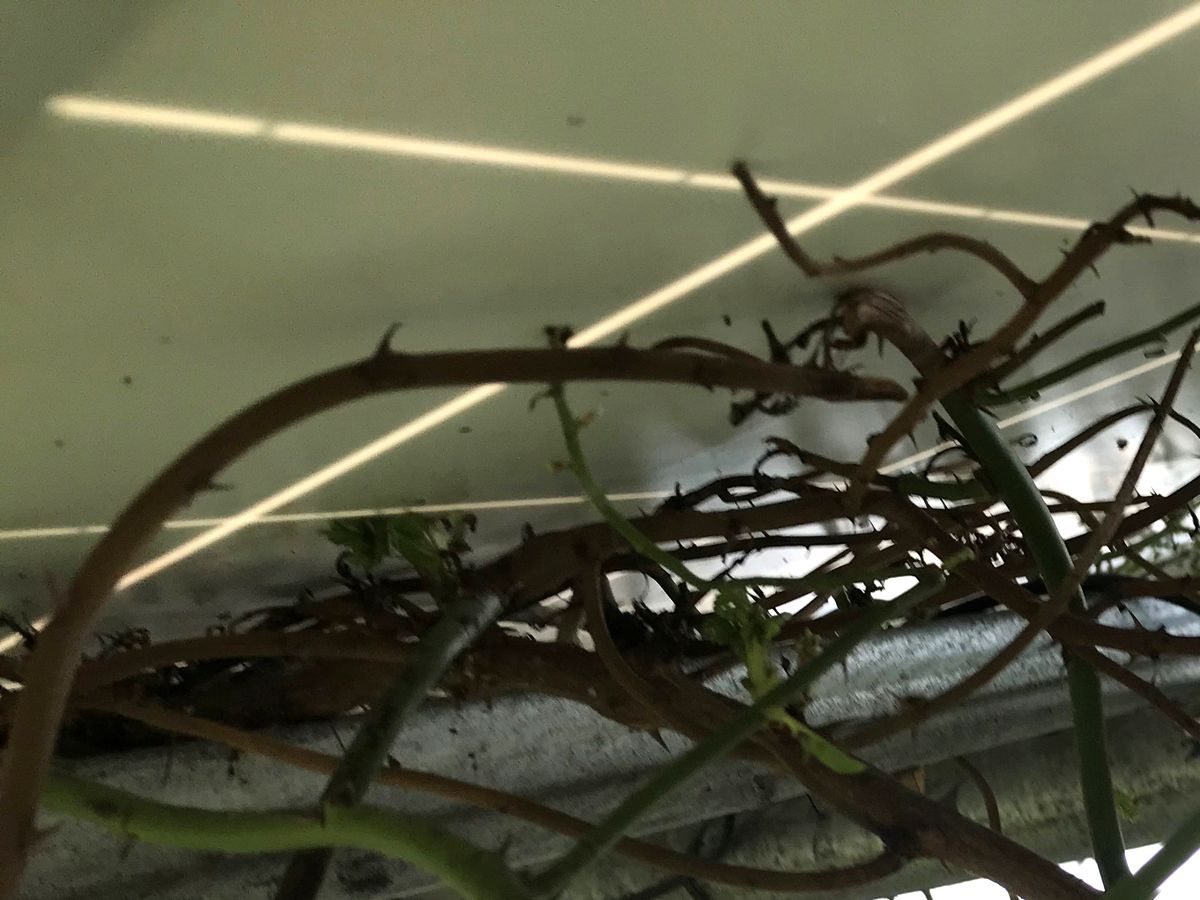 太陽に蟻 ニオイと成分で寄せ付けない アリ Z 4964283104595 SHIMADA