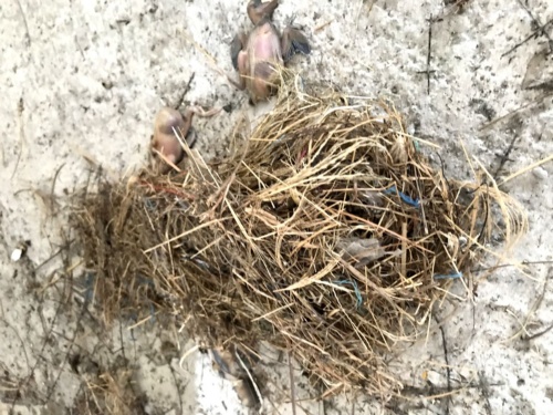 倉庫内で小型pcsが停止 鳥やヤモリの巣が原因に トラブル メガソーラービジネス 日経bp