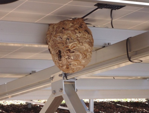 筐体を開けると アシナガバチの巣 パネルの裏には スズメバチの巣 トラブル メガソーラービジネス 日経bp