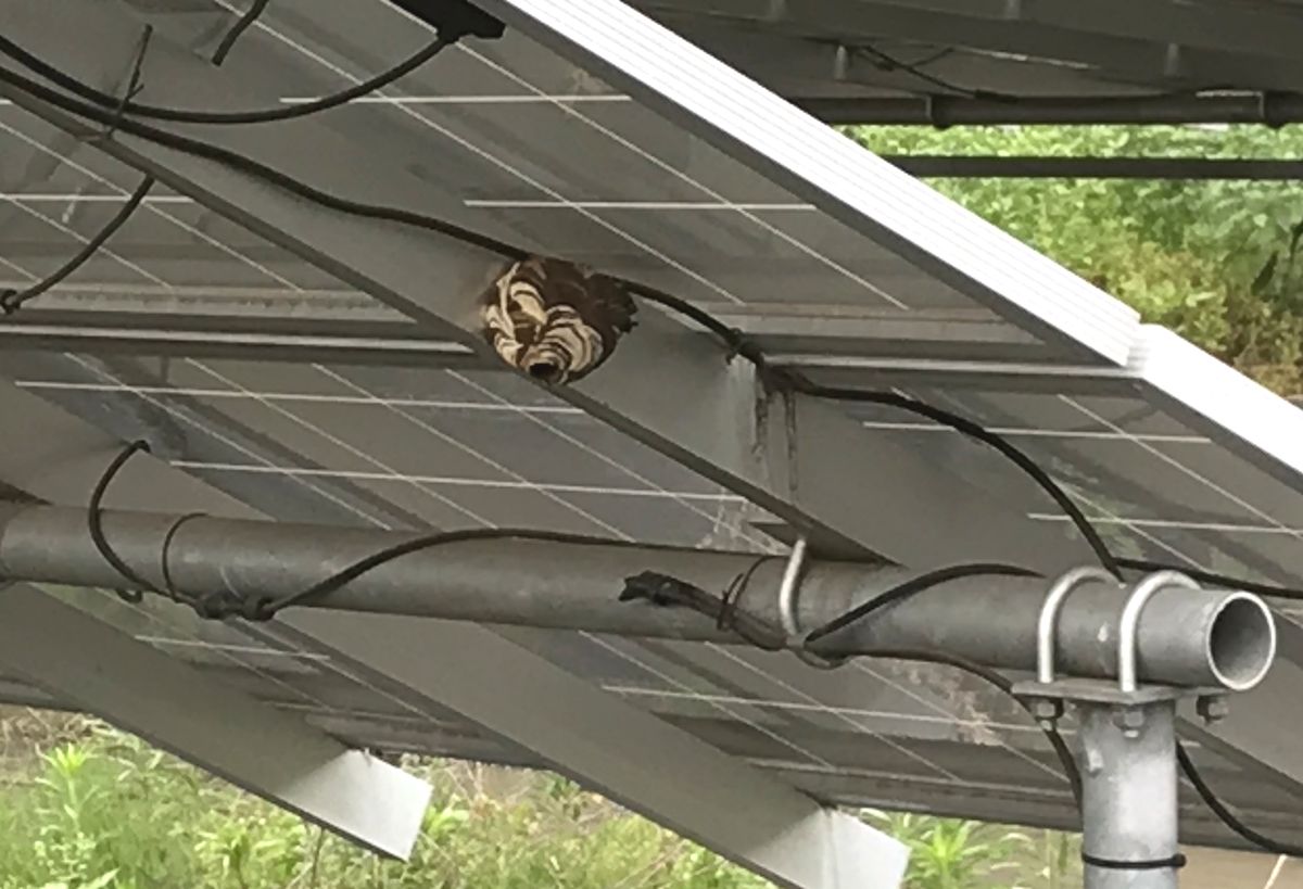 筐体を開けると「アシナガバチの巣」、パネルの裏には「スズメバチの巣