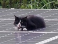 太陽光発電所がネコの棲みかに？　パネル上で日向ぼっこや風涼みも