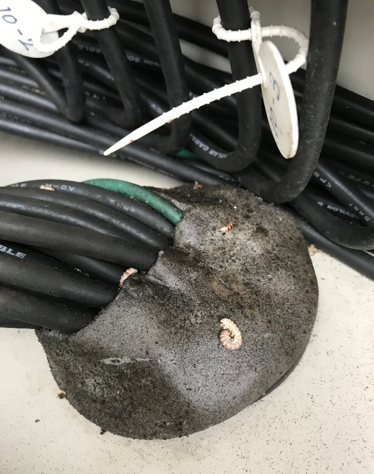 太陽に蟻 電線を収めたプルボックスが「アリのコロニー」に - トラブル