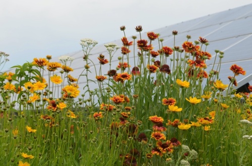 図1●ハルシャギク、セイヨウノコギリソウが生える「ポリネーターに優しい」太陽光発電設置 (出所:Perdue Farms)