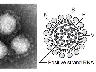 新型コロナウイルスの影響による工期遅延は、「不可抗力」と言えますか？