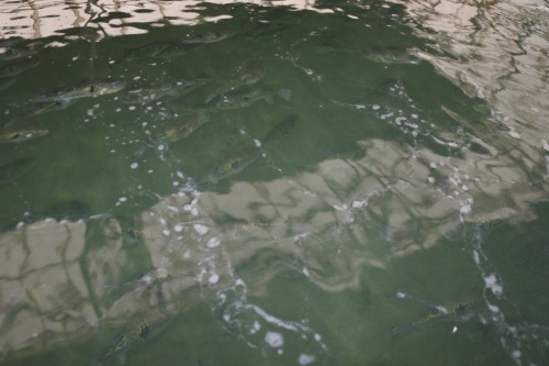 再エネ水素 と 再エネ酸素 で陸上フグ養殖 特集 メガソーラービジネス 日経bp 再エネ水素 と 再エネ酸素 で陸上フグ養殖 特集 メガソーラービジネス 日経bp