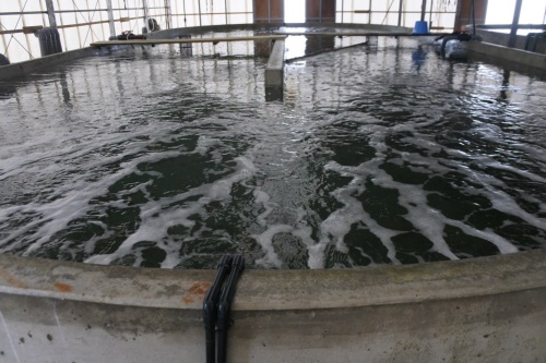 再エネ水素 と 再エネ酸素 で陸上フグ養殖 特集 メガソーラービジネス 日経bp 再エネ水素 と 再エネ酸素 で陸上フグ養殖 特集 メガソーラービジネス 日経bp